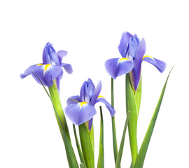 Iris flower