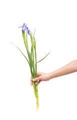 Iris flower in hand