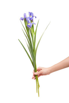 Iris flower in hand