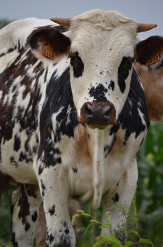 Vaca Malhada