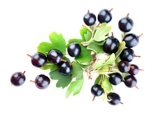 Wild black currant with green leaves isolated on white
