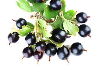 Wild black currant with green leaves isolated on white