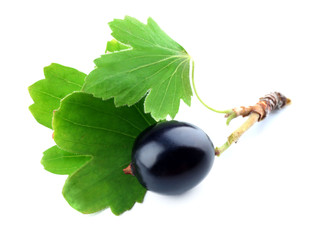 Wild black currant with green leaves isolated on white