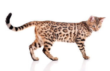 Obraz premium Beautiful Bengal kitten isolated on white