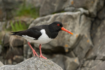 Austernfischer, Eurasian oystercatcher, Haematopus ostralegus
