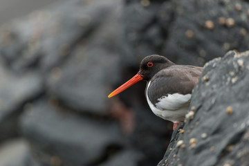 Austernfischer, Eurasian oystercatcher, Haematopus ostralegus