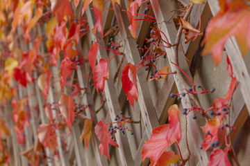 Ivy with autumn red leaves growing on a gray wooden fence. Fall picture with colorful leaves in the sunshine.