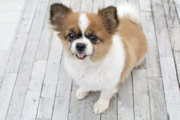 cute white and brown Pomeranian dog sitting on wood table