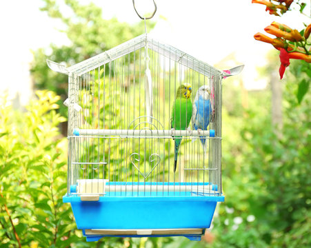 Fototapeta Cute colorful budgies in cage, outdoors