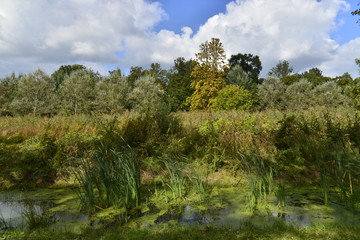 Le ruisseau "Molembeek" au milieu de la végétation sauvage au parc Roi Baudoin à Bruxelles