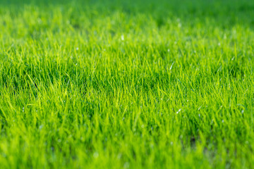 young sprouted grass lawn green background