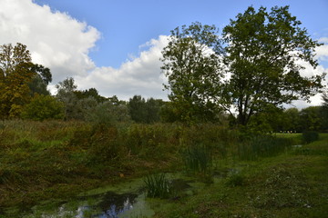Fototapeta na wymiar La végétation sauvage dans l'ombre le long du ruisseau au parc Roi Baudoin à Bruxelles
