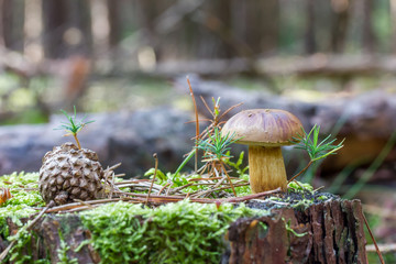 Maronen Pilze auf einem Baumstumpf
