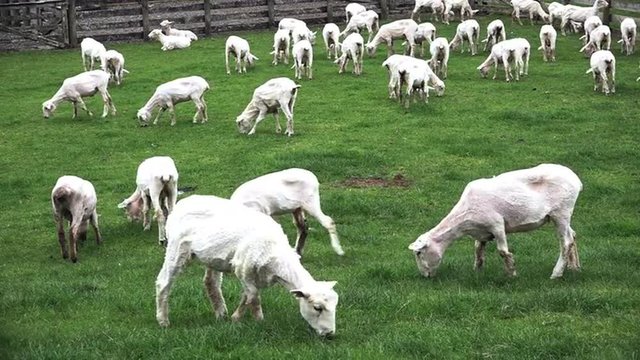 Sheared sheep grazing in a paddock in New Zealand.