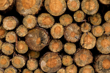 viele Baumstämme gestapelt