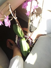 Orchidea - trasporto