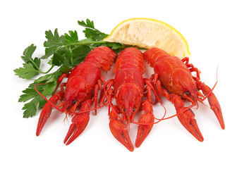 crayfish