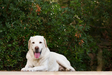 old senior labrador dog in the park looking at camera,selective focus