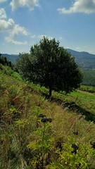 Obraz premium albero fitto