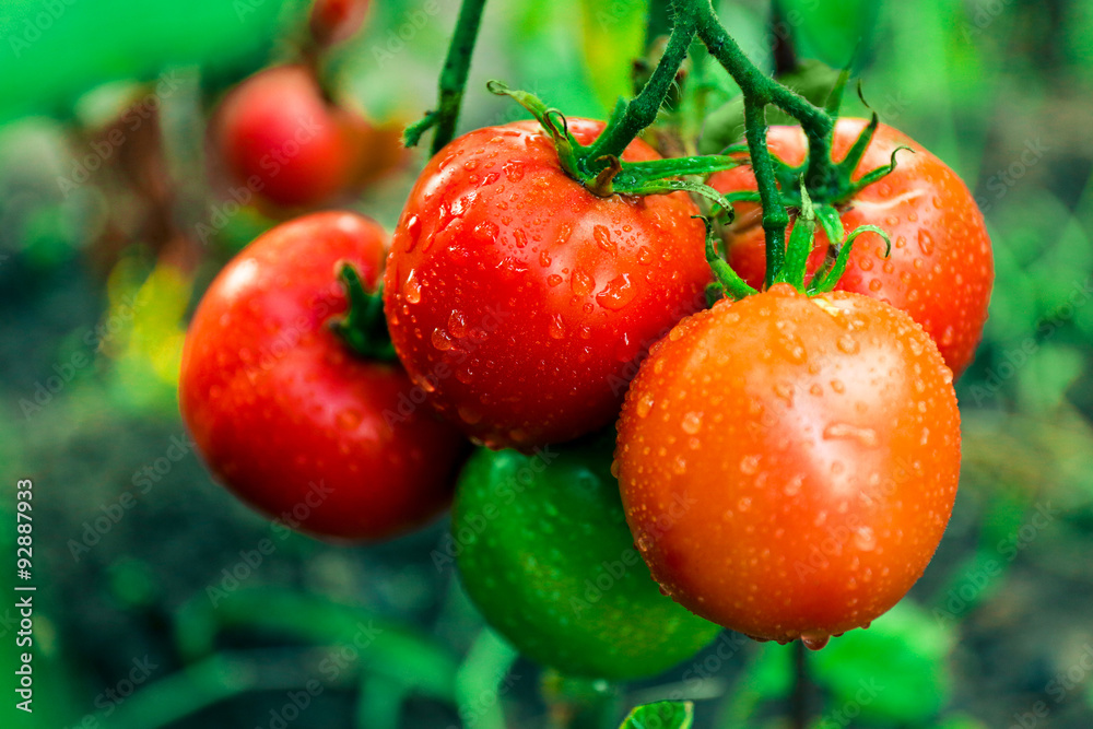 Sticker tomatoes growing in garden