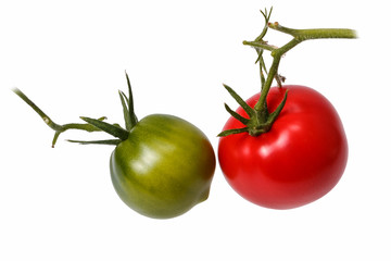 Green and red tomatoes on the branches. Isolated.