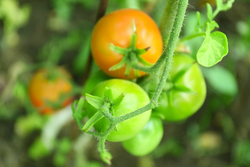 Tomatoes growing in garden