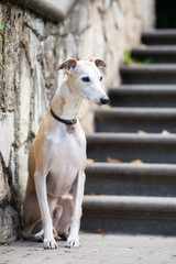 red whippet dog sitting outdoors