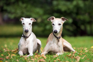 two whippet dogs lying down on grass - obrazy, fototapety, plakaty