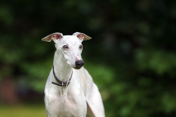 whippet dog portrait outdoors
