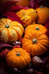 Pumpkins and Thanksgiving