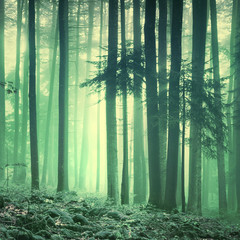 Magical yellow green saturated foggy forest trees landscape. Color filter effect used. Picture was...