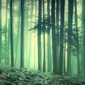 Fototapeta Magical yellow green saturated foggy forest trees landscape. Color filter effect used. Picture was taken in south east Slovenia, Europe.