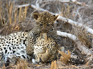 Naklejka premium Female leopard and cub