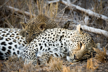 Fototapeta na wymiar Female leopard and cub