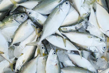 close-up fresh fish for sell at market