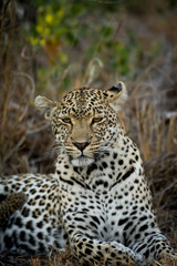 Female leopard resting