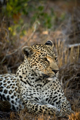 Fototapeta na wymiar Female leopard resting