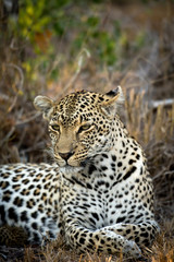 Naklejka na ściany i meble Female leopard resting