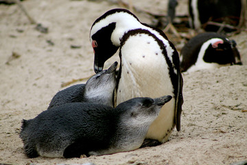 South African Penguins at Simon's Town