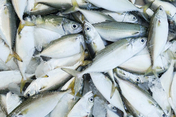 close-up fresh fish for sell at market