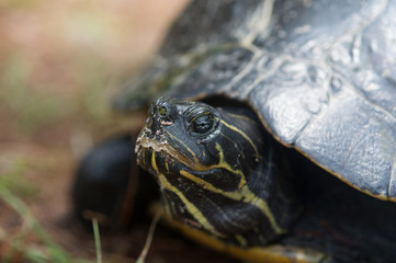 Snapping turtle laying its eggs
