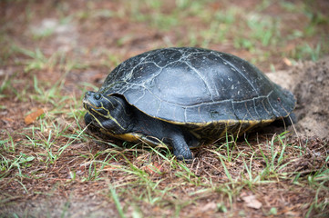 Snapping turtle laying its eggs