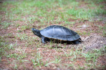Fototapeta premium Snapping turtle laying its eggs