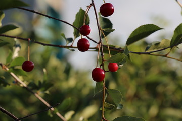 Cherries on a branch 