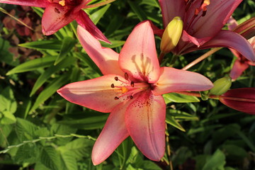 Lily flower on the green background