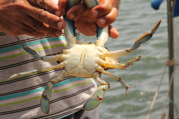 Blue Crab