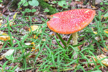 Fly agaric in the autumn forest