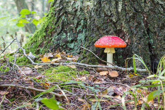 Fly agaric in the autumn forest
