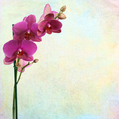 Fototapeta na wymiar textured old paper background with orchid