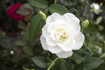 Fototapeta premium Rose 